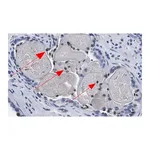 Merck Anti-Phospho-HDAC7-(Ser486) Antibody, clone 3O11 ZooMAb Rabbit Monoclonal