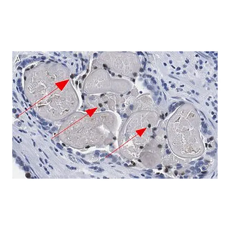 Merck Anti-Phospho-HDAC7-(Ser486) Antibody, clone 3O11 ZooMAb Rabbit Monoclonal
