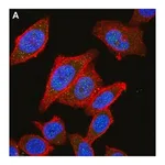 Merck Anti-HDAC4 Antibody, clone 1C16 ZooMAb Rabbit Monoclonal
