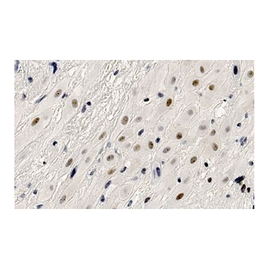 Merck Anti-HDAC7 Antibody, clone 1L17 ZooMAb Rabbit Monoclonal
