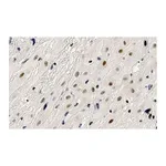 Merck Anti-HDAC7 Antibody, clone 1L17 ZooMAb Rabbit Monoclonal