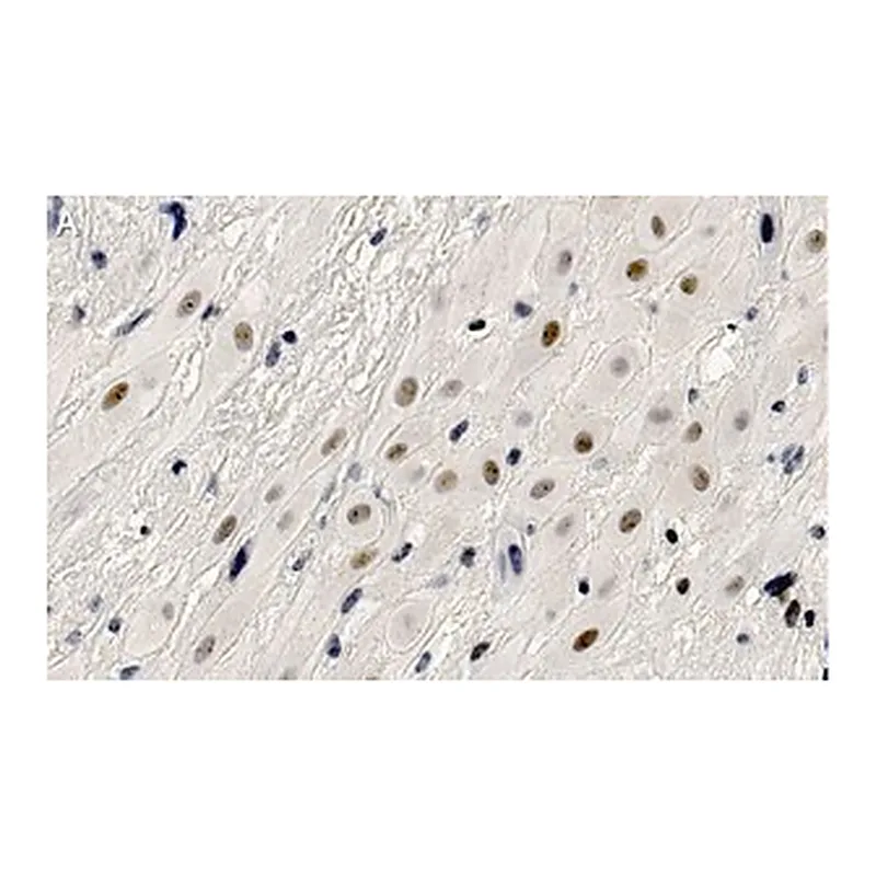 Merck Anti-HDAC7 Antibody, clone 1L17 ZooMAb Rabbit Monoclonal