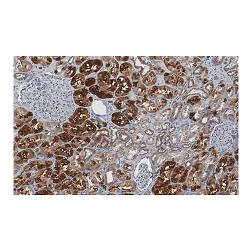 Merck Anti-Bad Antibody, clone 1K19-H2 ZooMAb Rabbit Monoclonal