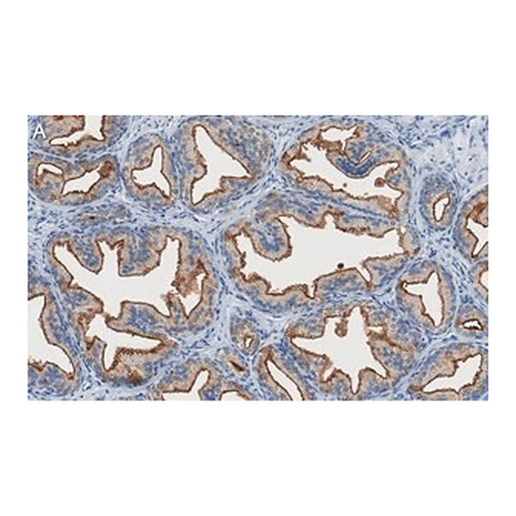 Merck Anti-TMPRSS2 Antibody, clone 1B20 ZooMAb Rabbit Monoclonal