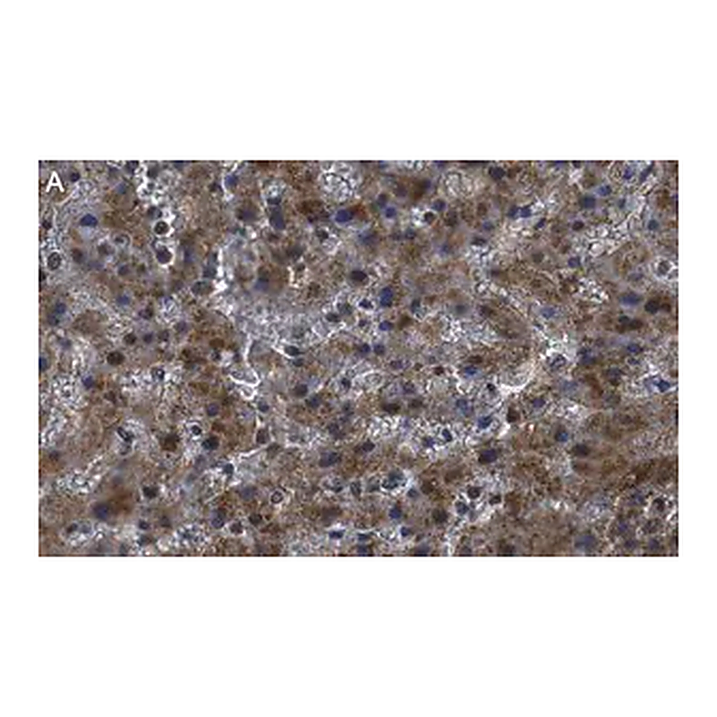 Merck Anti-Haptoglobin Antibody, clone 2D22 ZooMAb Rabbit Monoclonal