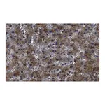 Merck Anti-Haptoglobin Antibody, clone 2D22 ZooMAb Rabbit Monoclonal
