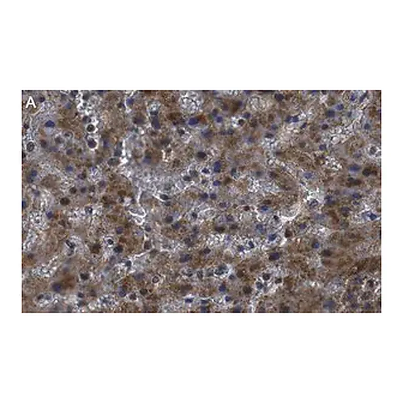 Merck Anti-Haptoglobin Antibody, clone 2D22 ZooMAb Rabbit Monoclonal