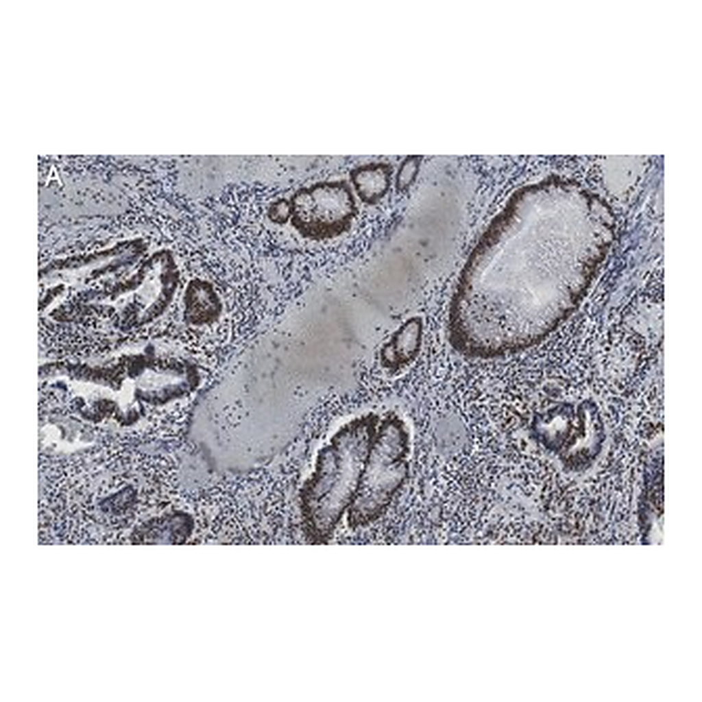 Merck Anti-Phospho-IRF-3-(Ser396) Antibody, clone 2M20 ZooMAb Rabbit Monoclonal