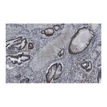 Merck Anti-Phospho-IRF-3-(Ser396) Antibody, clone 2M20 ZooMAb Rabbit Monoclonal
