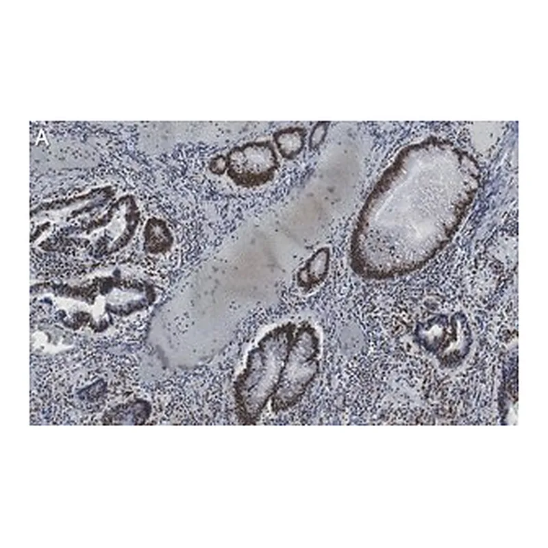 Merck Anti-Phospho-IRF-3-(Ser396) Antibody, clone 2M20 ZooMAb Rabbit Monoclonal