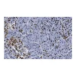 Merck Anti-ISL-1 Antibody, clone 1B11 ZooMAb Rabbit Monoclonal