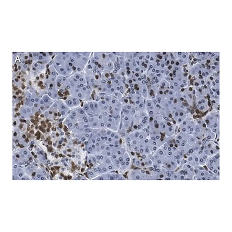 Merck Anti-ISL-1 Antibody, clone 1B11 ZooMAb Rabbit Monoclonal