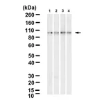 Merck Anti-IKKβ Antibody, clone 2N22 ZooMAb Rabbit Monoclonal