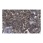 Merck Anti-Myogenin Antibody, clone 1M17 ZooMAb Rabbit Monoclonal