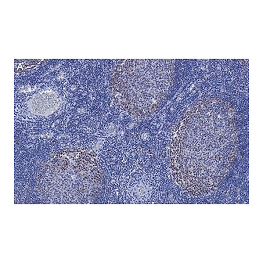 Merck Anti-Cdk2 Antibody, clone 1B21 ZooMAb Rabbit Monoclonal
