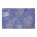 Merck Anti-Cdk2 Antibody, clone 1B21 ZooMAb Rabbit Monoclonal