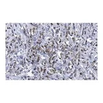 Merck Anti-Cdk4 Antibody, clone 1E19 ZooMAb Rabbit Monoclonal
