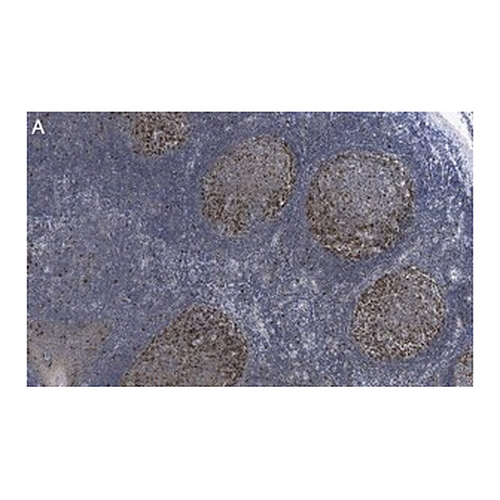 Merck Anti-Cyclin A2 Antibody, clone 2K11 ZooMAb Rabbit Monoclonal