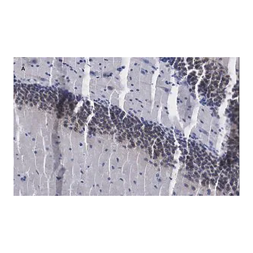 Merck Anti-c-Fos Antibody, clone 1D10, ZooMAb Rabbit Monoclonal