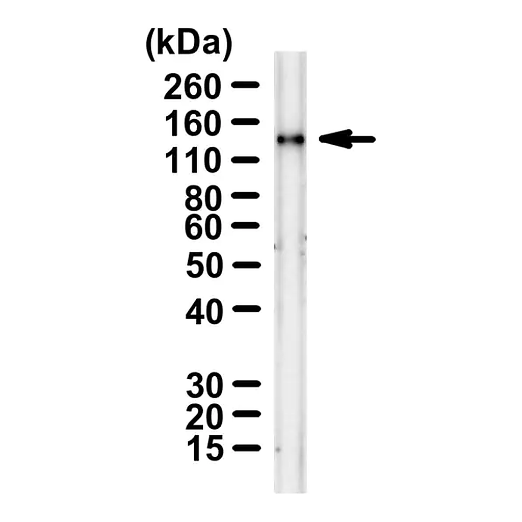 Merck Anti-SARS-CoV-1/2 S protein CR3022 Antibody ZooMAb Human Monoclonal
