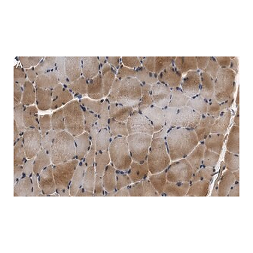 Merck Anti-p38γ MAPK Antibody, clone 1N13 ZooMAb Rabbit Monoclonal