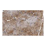 Merck Anti-p38γ MAPK Antibody, clone 1N13 ZooMAb Rabbit Monoclonal