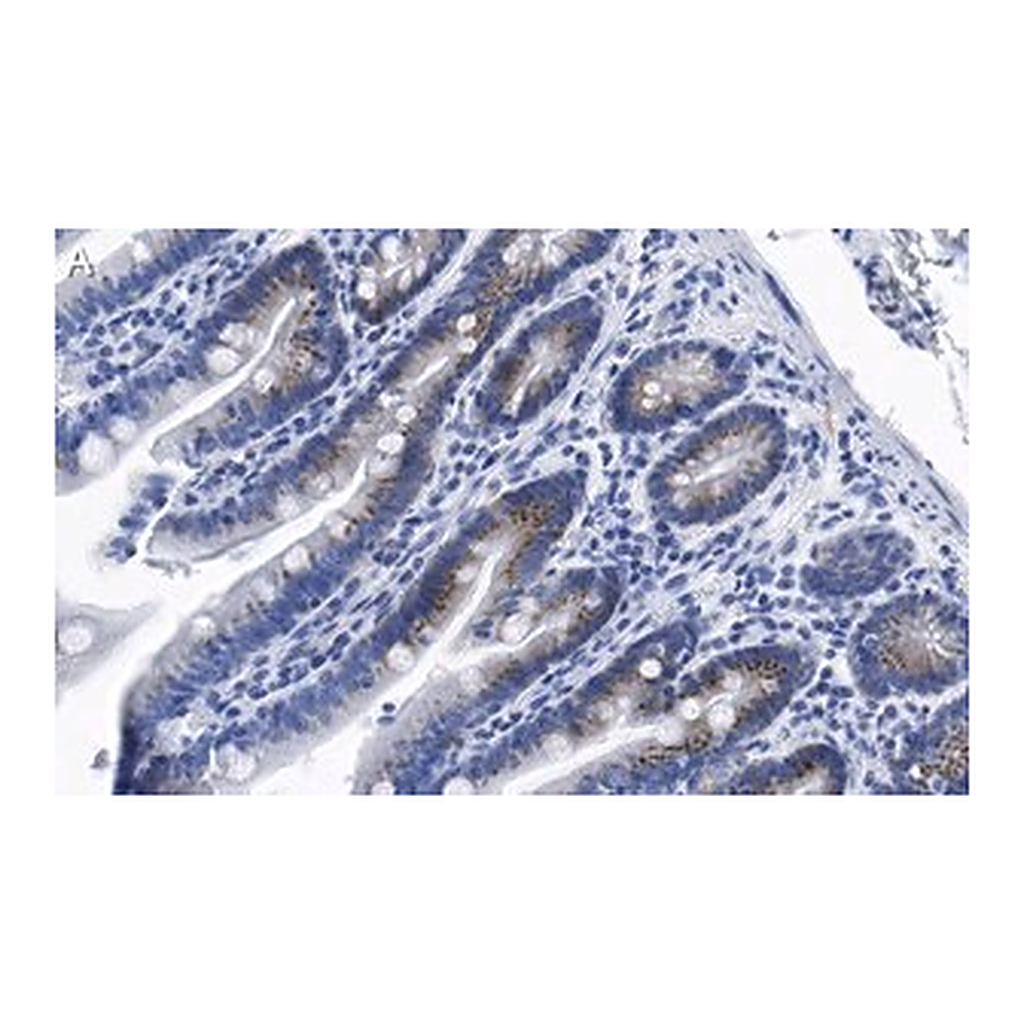 Merck Anti-PUMA Antibody, clone 1L16 ZooMAb Rabbit Monoclonal