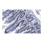 Merck Anti-PUMA Antibody, clone 1L16 ZooMAb Rabbit Monoclonal