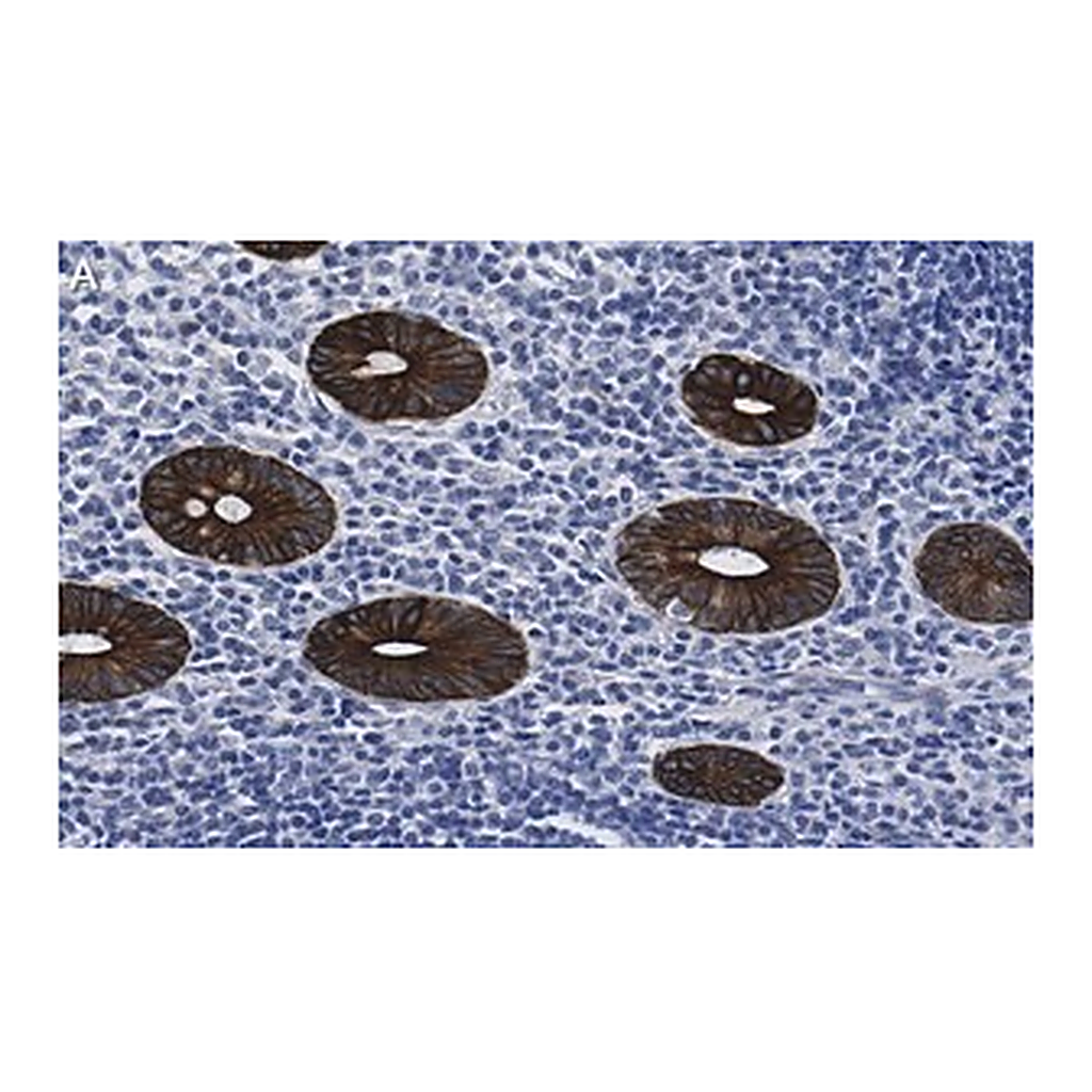 Merck Anti-Cytokeratin 19 Antibody, clone 1B12 ZooMAb Rabbit Monoclonal