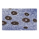 Merck Anti-Cytokeratin 19 Antibody, clone 1B12 ZooMAb Rabbit Monoclonal