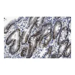 Merck Anti-E2F-1 Antibody, clone 1H21 ZooMAb Rabbit Monoclonal