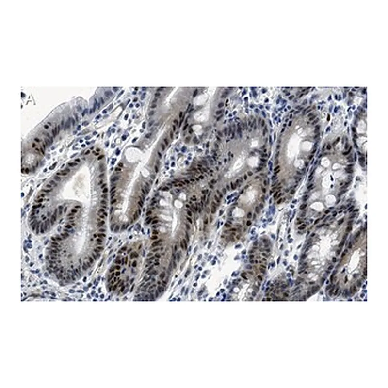 Merck Anti-E2F-1 Antibody, clone 1H21 ZooMAb Rabbit Monoclonal