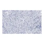Merck Anti-Integrin αVβ8 Antibody, clone EM13309 , ZooMAb Rabbit Monoclonal