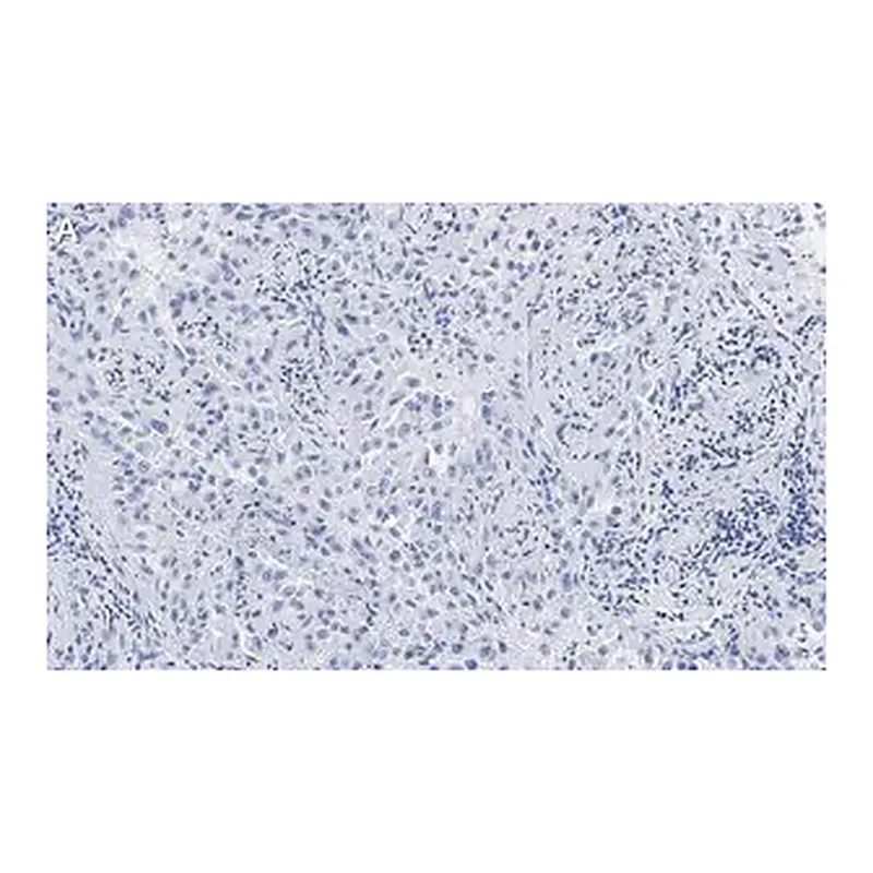 Merck Anti-Integrin αVβ8 Antibody, clone EM13309 , ZooMAb Rabbit Monoclonal