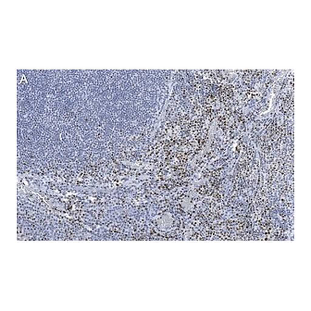 Merck Anti-RUNX2 Antibody, clone 1D6 ZooMAb Rabbit Monoclonal