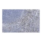 Merck Anti-RUNX2 Antibody, clone 1D6 ZooMAb Rabbit Monoclonal