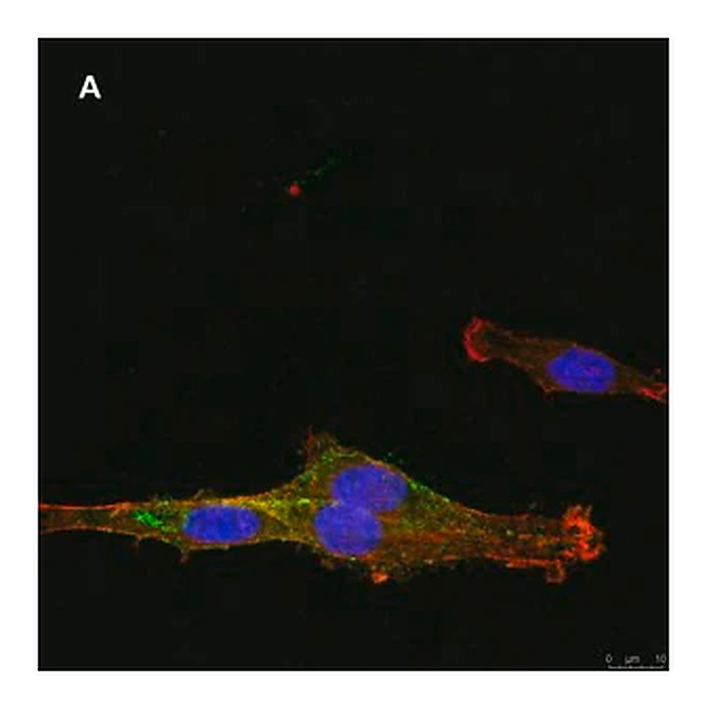 Merck Anti-NG2 Antibody, clone 1L2, ZooMAb Rabbit Monoclonal