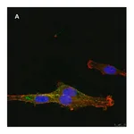 Merck Anti-NG2 Antibody, clone 1L2, ZooMAb Rabbit Monoclonal