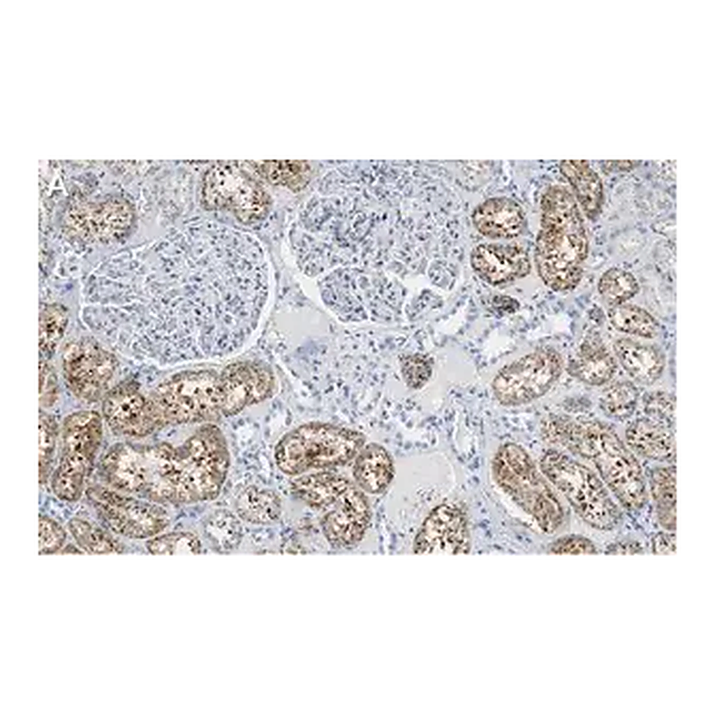 Merck Anti-Cathepsin L1 Antibody, clone 1G2 ZooMAb Rabbit Monoclonal