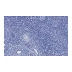 Merck Anti-Ki67 Antibody, clone 1O15, ZooMAb Rabbit Monoclonal
