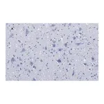 Merck Anti-Choline Acetyltransferase (ChAT) Antibody, clone 2K16, ZooMAb Rabbit Monoclonal