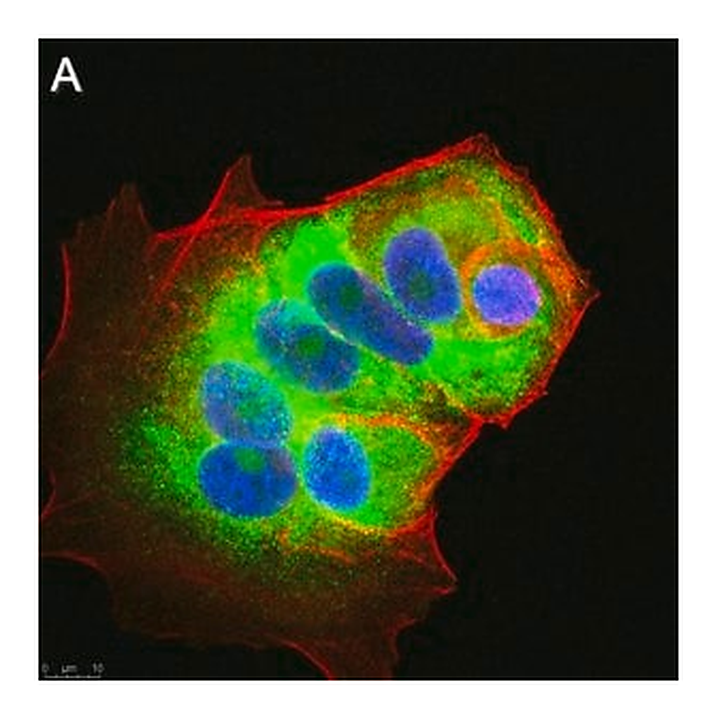 Merck Anti-LINE-1 ORF1p Antibody, clone 4H1 ZooMAb Mouse Monoclonal