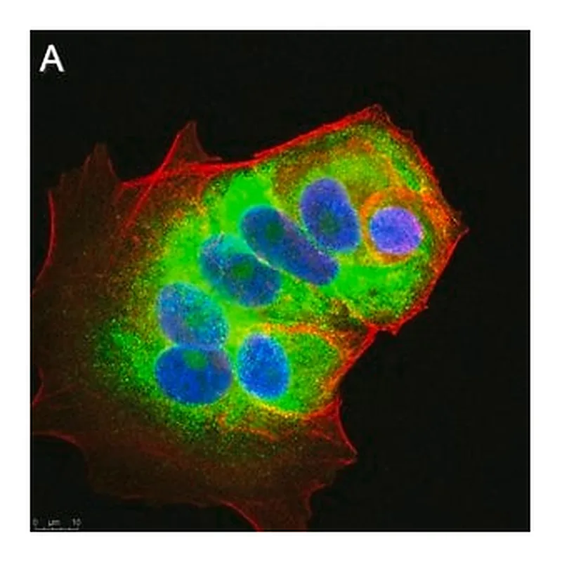 Merck Anti-LINE-1 ORF1p Antibody, clone 4H1 ZooMAb Mouse Monoclonal