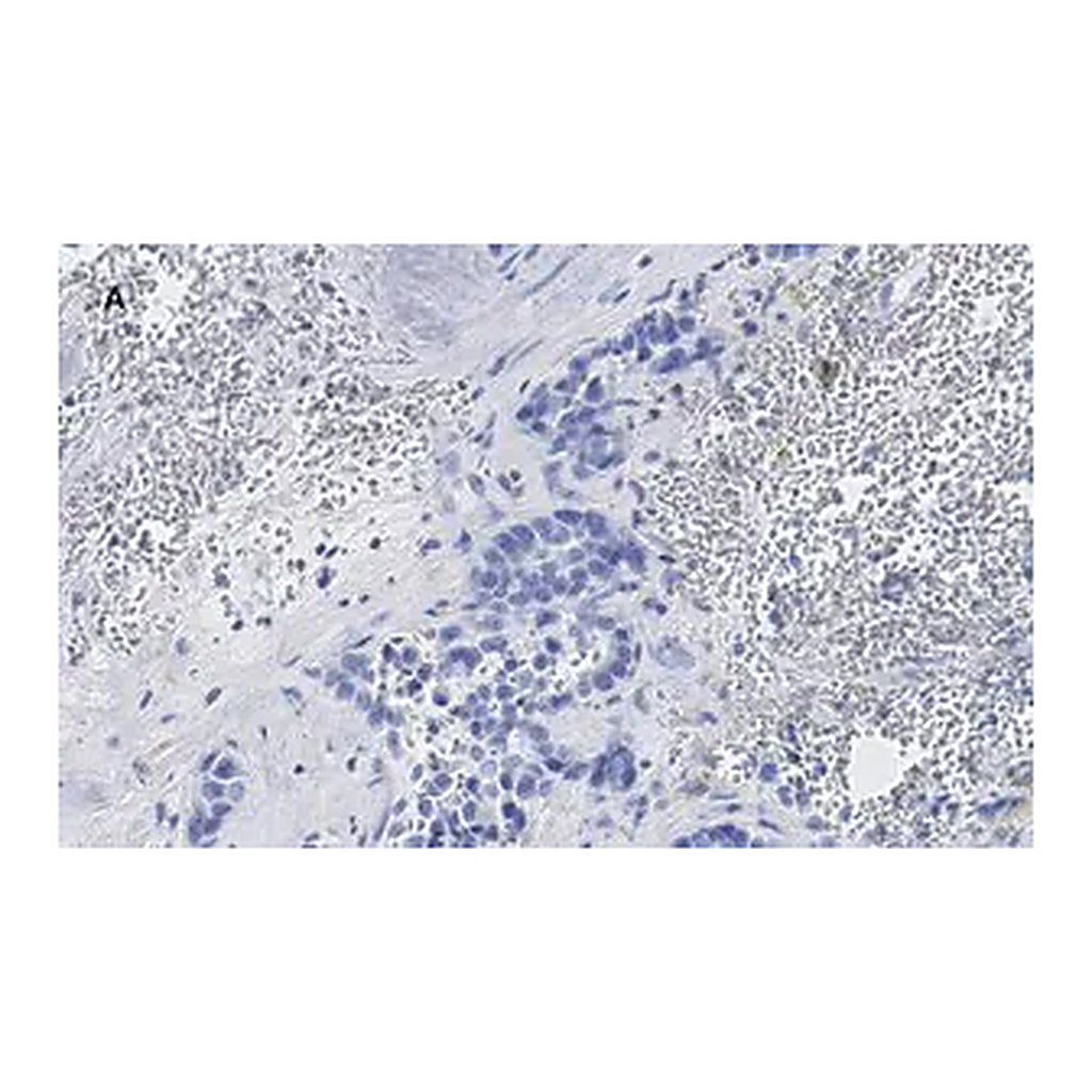 Merck Anti-phospho-Stat3 (Tyr705) Antibody, clone 6C3, ZooMAb Rabbit Monoclonal