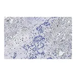 Merck Anti-phospho-Stat3 (Tyr705) Antibody, clone 6C3, ZooMAb Rabbit Monoclonal