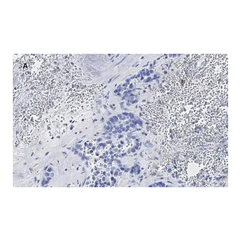 Merck Anti-phospho-Stat3 (Tyr705) Antibody, clone 6C3, ZooMAb Rabbit Monoclonal
