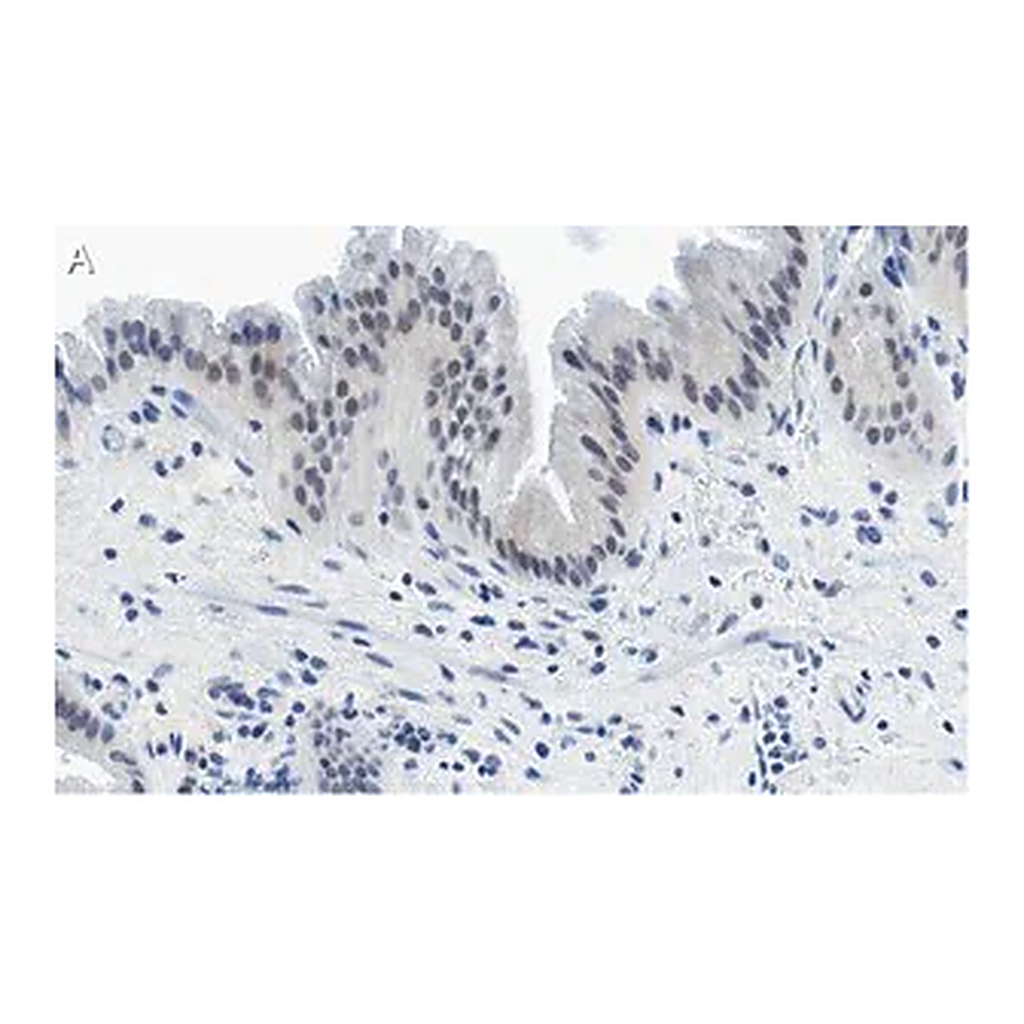 Merck Anti-Nrf2 Antibody, clone 5B20 ZooMAb Rabbit Monoclonal
