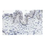 Merck Anti-Nrf2 Antibody, clone 5B20 ZooMAb Rabbit Monoclonal