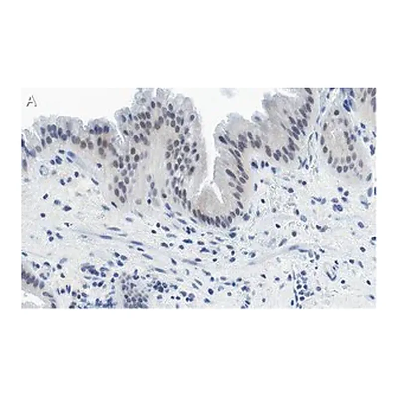 Merck Anti-Nrf2 Antibody, clone 5B20 ZooMAb Rabbit Monoclonal