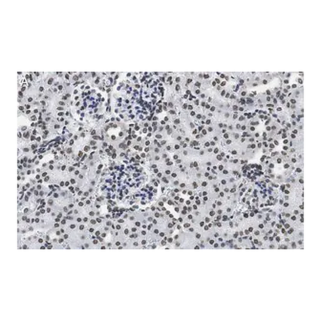 Merck Anti-DNA G-quadruplex (G4) Antibody, clone 1H6 ZooMAb Mouse Monoclonal